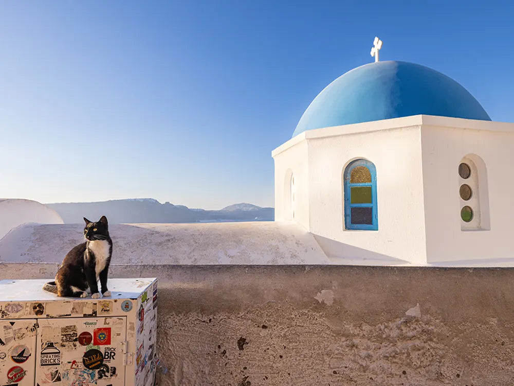 How Your Purchase Helps Rescue Cats