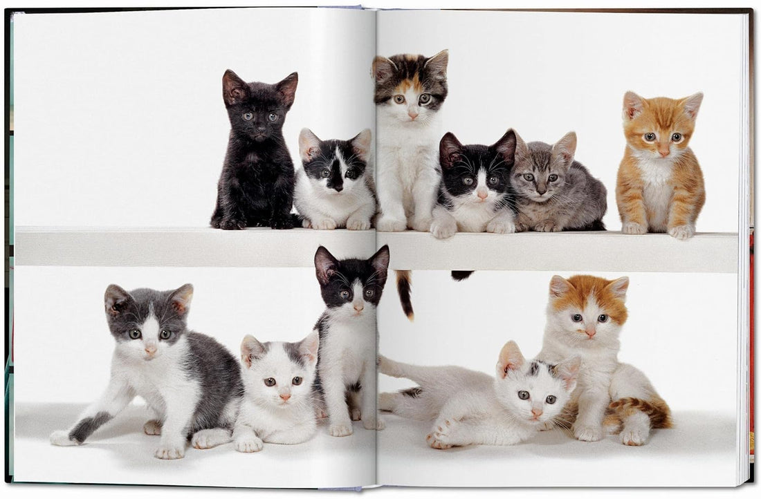 9 Best Coffee Table Books for Cat Lovers
