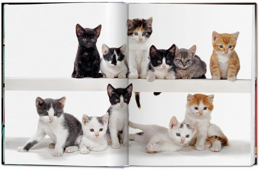 9 Best Coffee Table Books for Cat Lovers